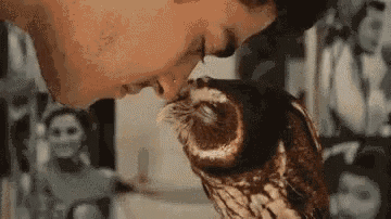 Owl Cute GIF - Owl Cute Petting GIFs