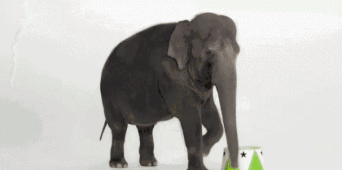 a baby elephant is standing next to a circus cylinder with its trunk .