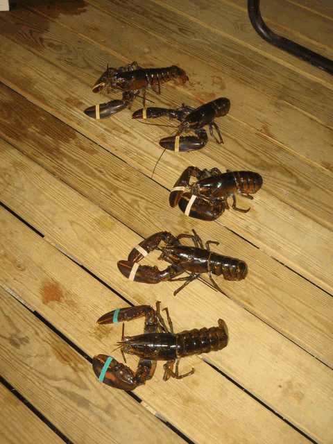 several lobsters are lined up on a wooden surface