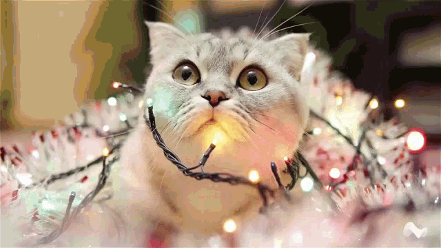 Cat Kitty GIF - Cat Kitty Christmas GIFs
