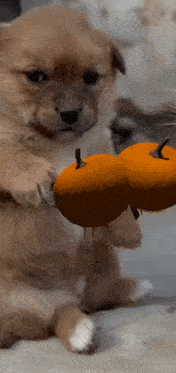 a puppy is holding a pumpkin in its paw