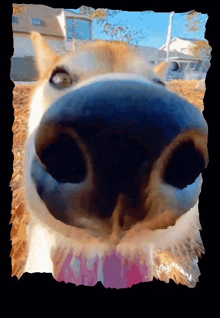 a close up of a dog 's nose with a pink sticker that says ' yummy ' on it