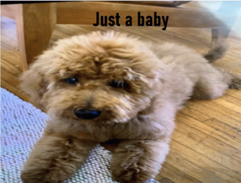 Just Ab Baby GIF - Just Ab Baby GIFs