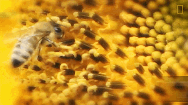 How Long National Honey Bee Day GIF - How Long National Honey Bee Day Did You Know Humans Have Relied On Bees For9000years GIFs