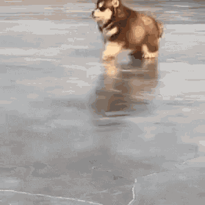 a brown and white puppy is walking on a frozen lake .