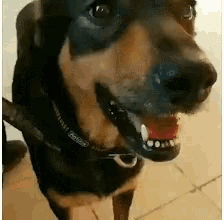a close up of a dog wearing a collar that says ' rottweiler '
