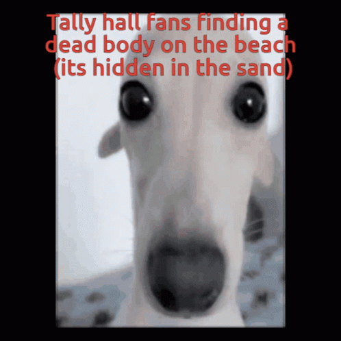 Tally Hall Hidden In The Sand GIF - Tally Hall Hidden In The Sand Tally GIFs