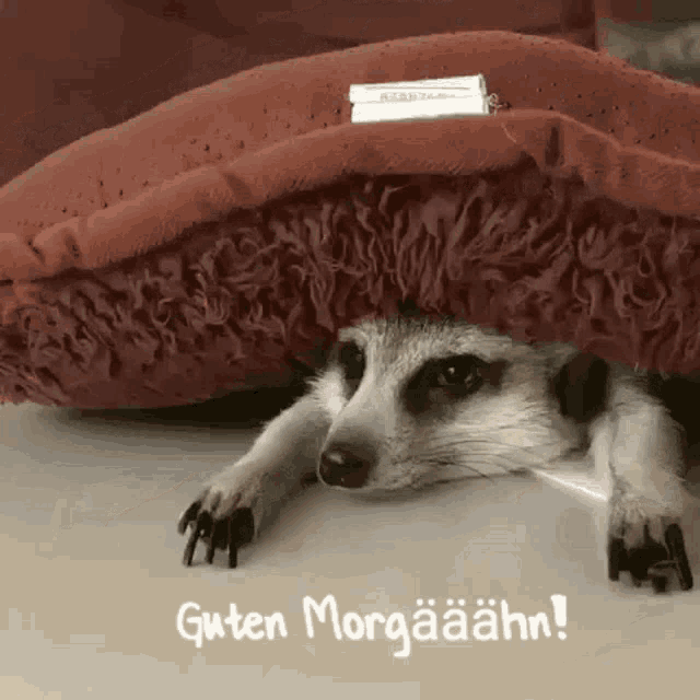Sleep Morgen GIF - Sleep Morgen Meercat GIFs