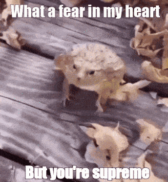 a frog is walking on a wooden surface with the words what a fear in my heart but you 're supreme