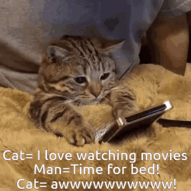 Kitty Likes Netflix This Is Why Cats Hate Betime GIF - Kitty Likes Netflix This Is Why Cats Hate Betime Movies Are Better Than Bedtime GIFs