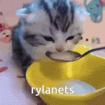 a kitten is eating from a yellow bowl with a spoon and the word rylanets above it