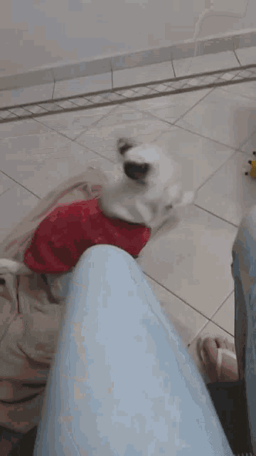 a blurry picture of a person 's feet and a dog in a santa outfit