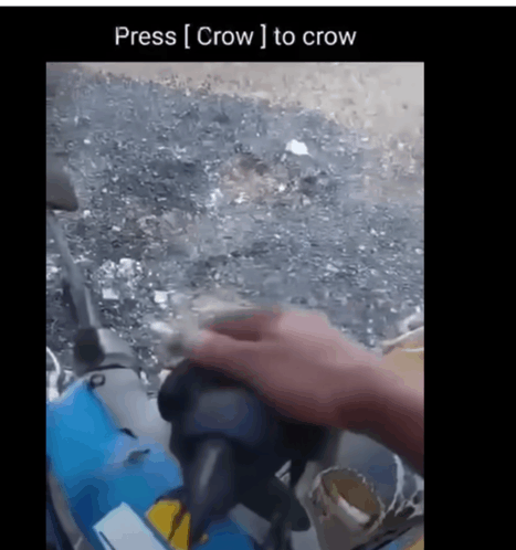 Press Crow GIF - Press Crow GIFs