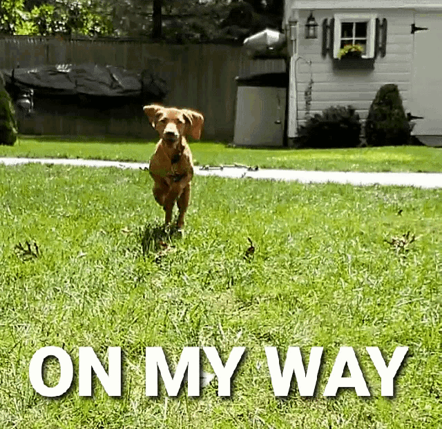 a dog running in a yard with the words on my way behind it