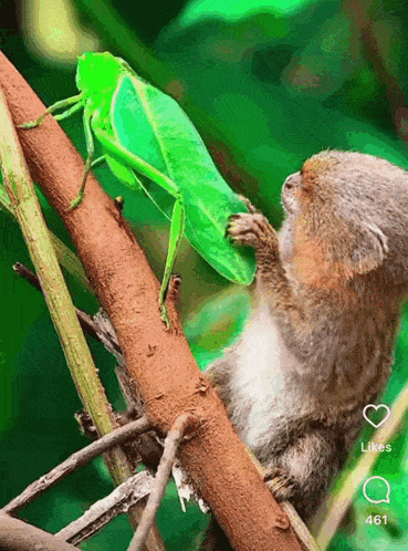 a squirrel is eating a grasshopper on a tree branch