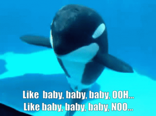 Baby Shamu GIF - Baby Shamu Whale GIFs