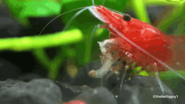 a close up of a red shrimp eating another shrimp