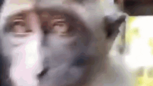 a close up of a monkey 's face in a blurry photo .