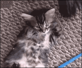 Kitten Cat GIF - Kitten Cat Nap GIFs