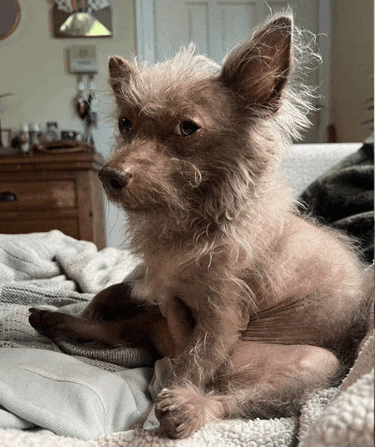 a small brown dog is sitting on a couch with a blanket