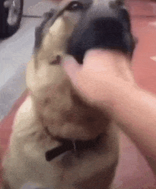 a person is petting a dog 's face in a close up .