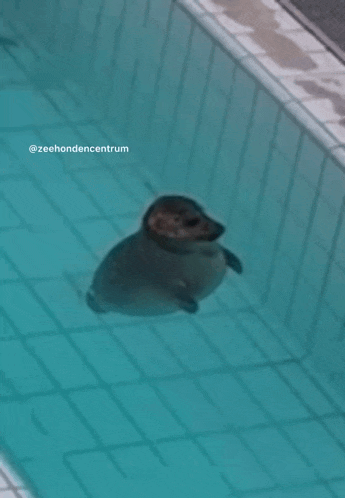 a seal is swimming in a pool with the words zeehondencentrum below it