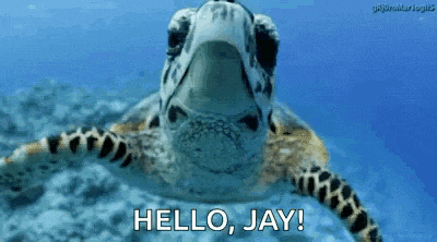 a sea turtle is swimming in the ocean and says hello , jay !