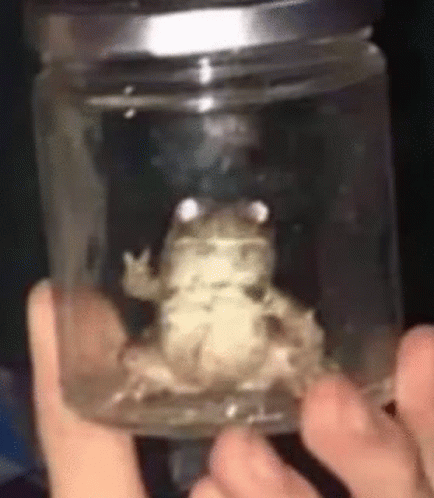 Dissapear Frog GIF - Dissapear Frog Victory Sign GIFs