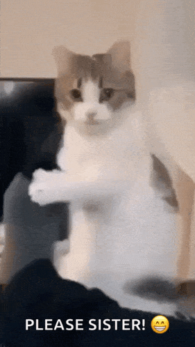 a cat is standing on its hind legs with a please sister emoji behind it