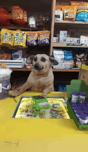 a dog is sitting at a counter in a store with bags of dog food on shelves