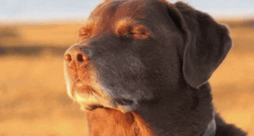 a close up of a dog 's face with its eyes closed .