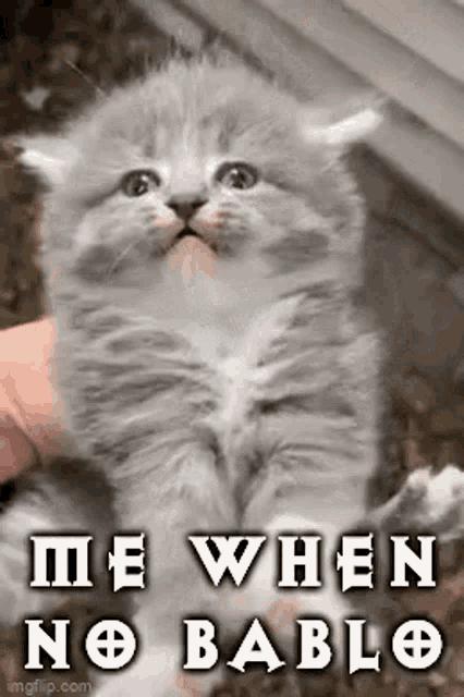 a kitten is being held in someone 's hand with the words `` me when no bablo '' written above it .