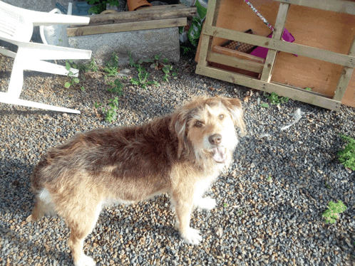 a brown dog standing on gravel in front of a wooden crate