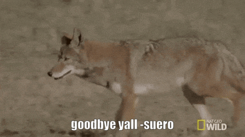 a coyote says goodbye y'all-suero in the sand