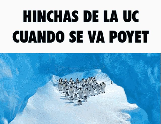 a group of penguins are walking through a hole in the snow