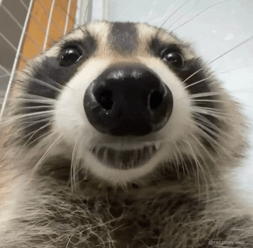 a close up of a raccoon 's nose looking at the camera with a smile on its face .