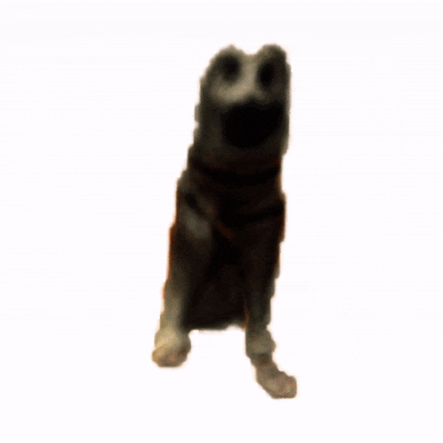 a dog is sitting on a white background and looking up