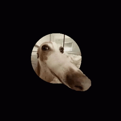 Mattdog Nose GIF - Mattdog Dog Nose GIFs