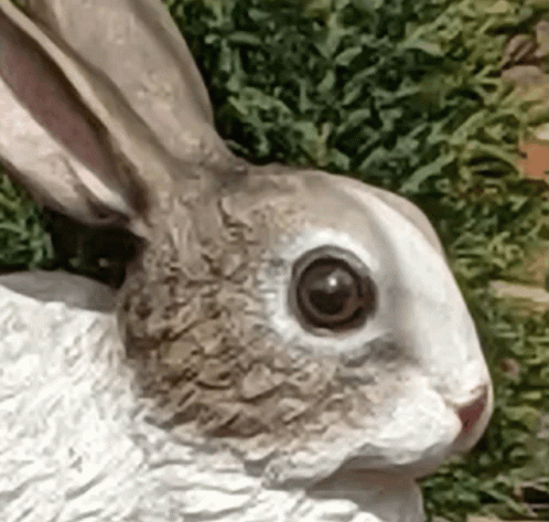 Bunny Rabbit GIF - Bunny Rabbit Triggered GIFs