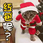 红包 GIF - Red Pocket Cat Kitten GIFs