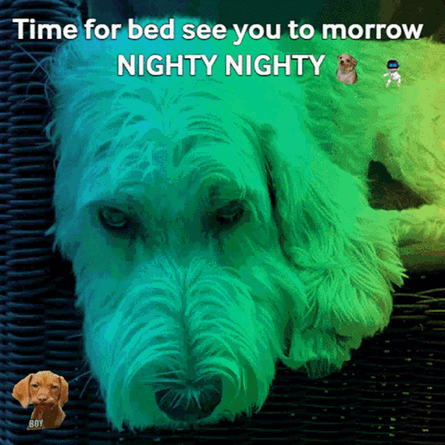 a picture of a dog with the words time for bed see you to morrow nighty nighty on it