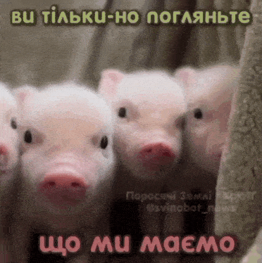 мініпіґ хрютґ GIF