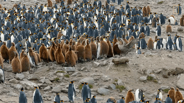Getting Chased National Geographic GIF - Getting Chased National Geographic Penguins GIFs