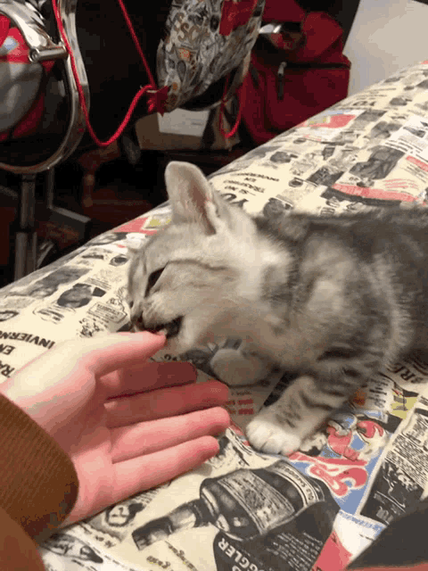 a person petting a kitten on a bed with a comic book cover that says ' bugger '