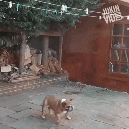 Spinning Go Round GIF - Spinning Go Round Playful Dog GIFs