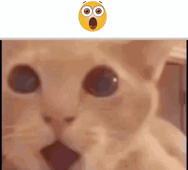 a close up of a cat 's face with a surprised emoji above it