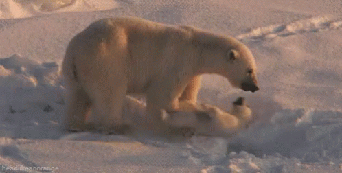 Mommy GIF - Snowing Winter Polarbear GIFs