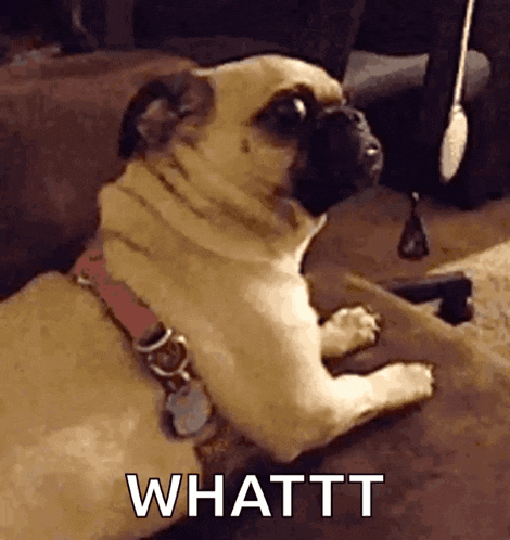 a pug dog is laying on a couch and looking at the camera with the words whattt written next to it .