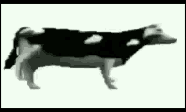 a black and white cow is standing on a white surface .