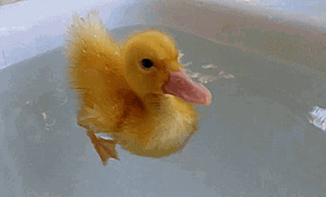 Baby Duck GIF - Baby Duck Bathtub GIFs
